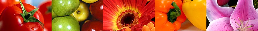 Florist Werribee